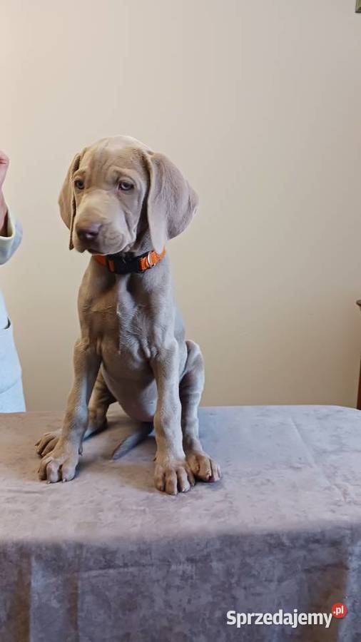 Wyżeł weimarski szczenięta rodowodowe ZKwPFCI Puławy