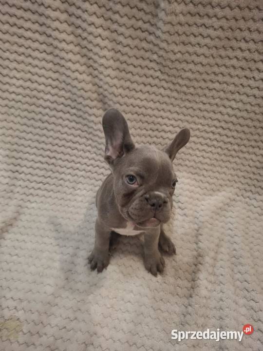 Buldog francuski suczka lilac blue Wronki