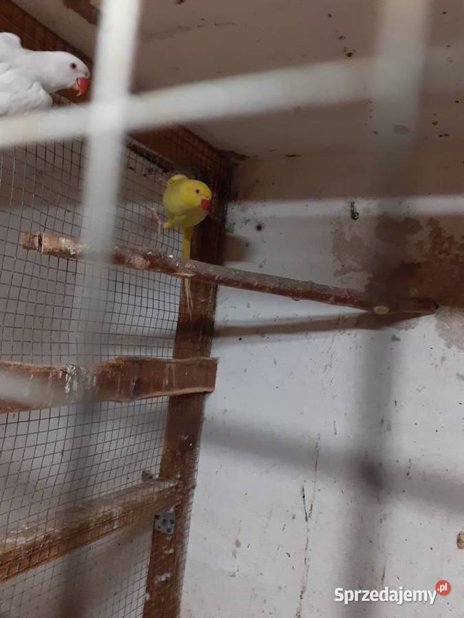 Papugi Aleksadrety Obrożne para biała i żółta Trzciel sprzedam