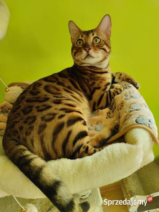 Koty Bengalskie kot bengalski miot C FPL Felis Iskrzynia