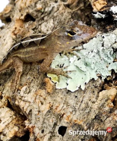 Anolis brązowy Anolis sagrei małopolskie sprzedam