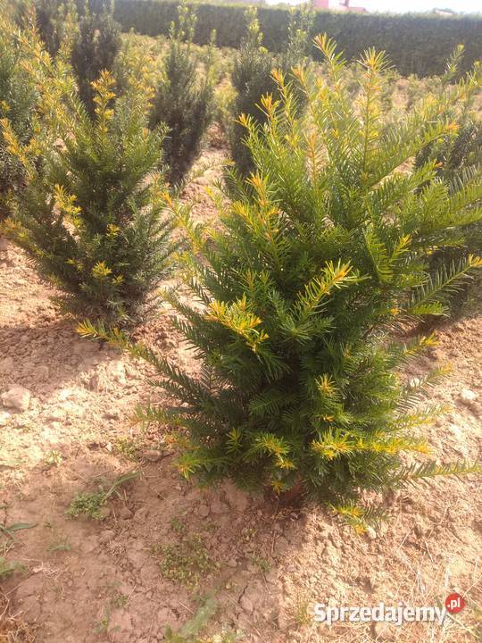 TUJA SZMARAGF 140 DO 160 WYPRZEDAŻ HURT DETAL Gawłuszowice