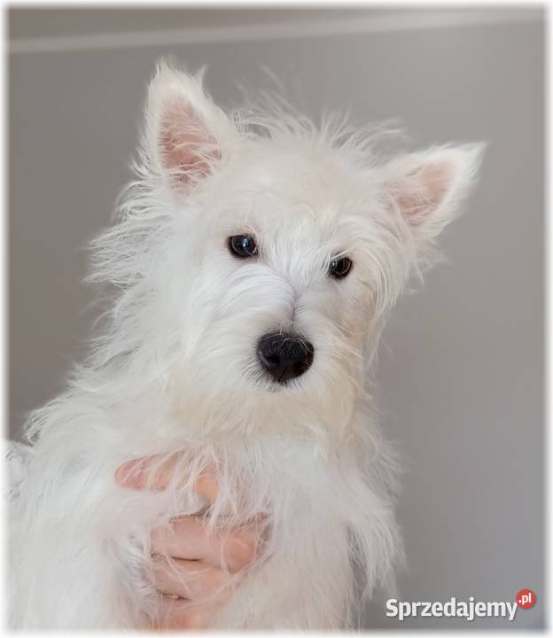 West Highland White Terrier ZKwP FCI suczka śląskie Częstochowa