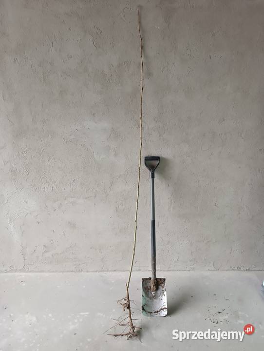 Topola szybkorosnącasadzonka Biłgoraj