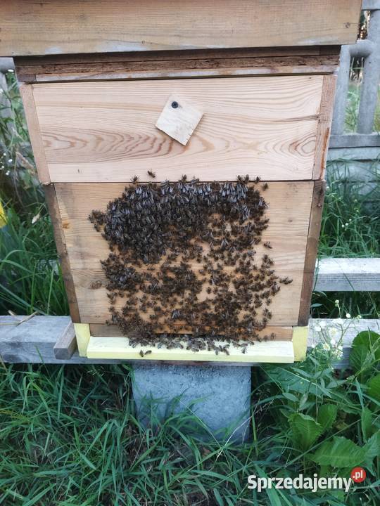 Rodziny pszczele przezimowane ramka wlkp odbiór Kuleje