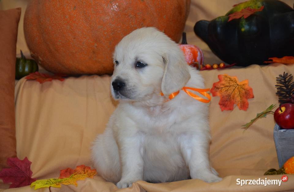 Szczenięta Golden retriever zkwp FCi Łochów