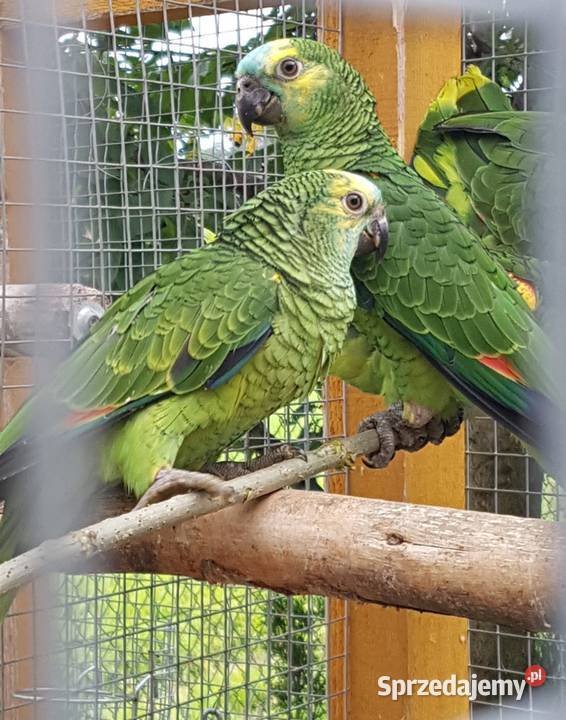 Amazonka niebieskoczelna Bystra