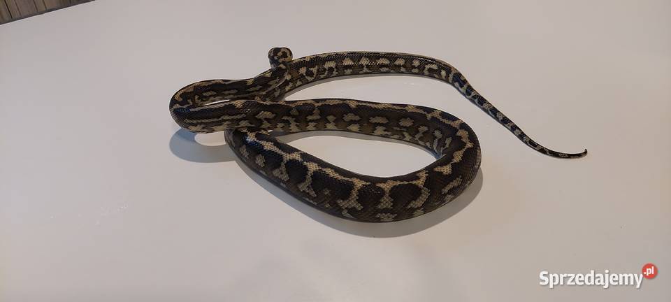 Morelia Spilota Samiec Tychy