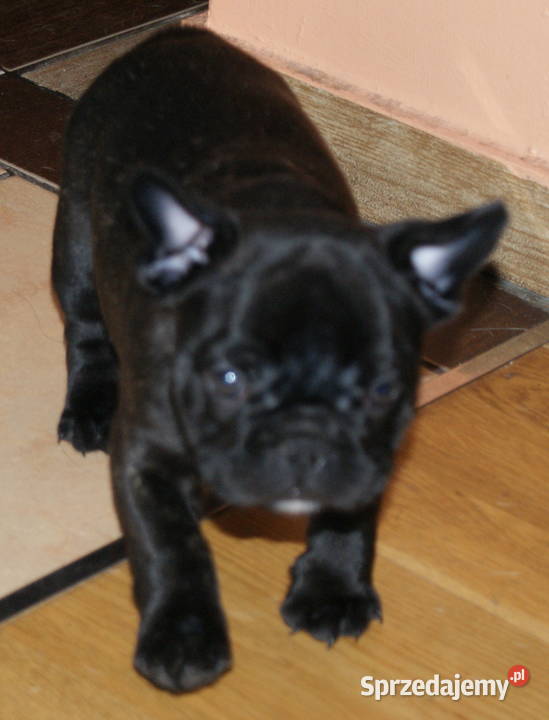 Buldożek francuski 8tyg czarny grubasek Konin sprzedam