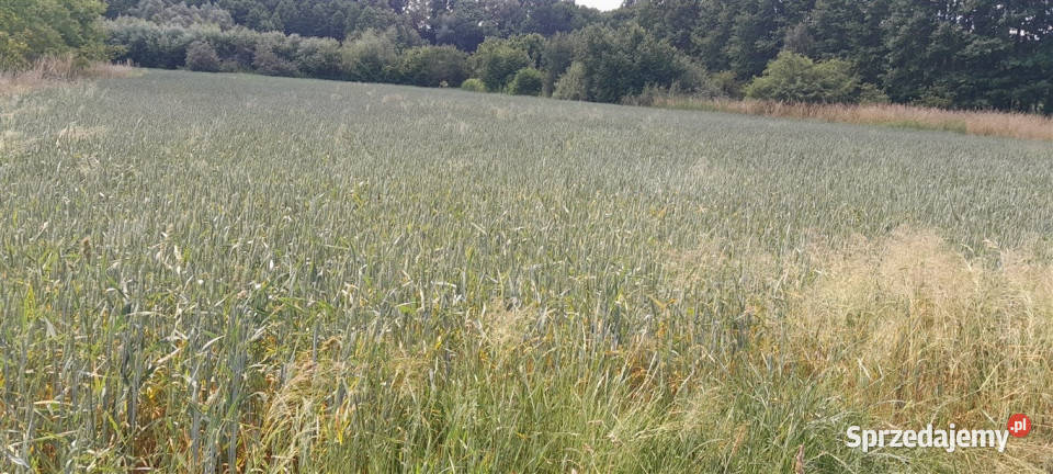 Leżajsk działka 5361 ar Sprzedam
