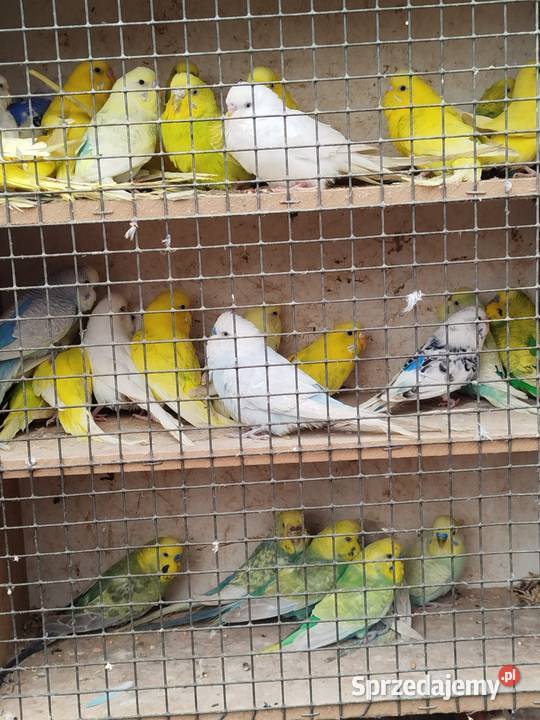 SprzedamZamienię Nimfy Faliste Bukowiec