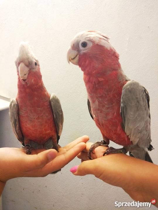 KAKADU RÓŻOWA oswojona SAMICA SAMIEC z 2019 roku
