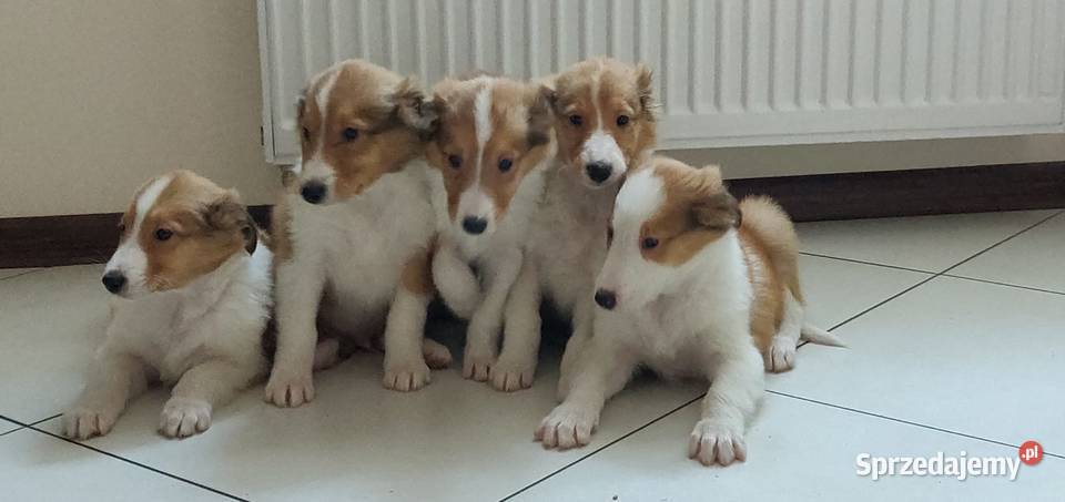 Owczarek Szkocki Collie lessie szczenięta Ostrzeszów