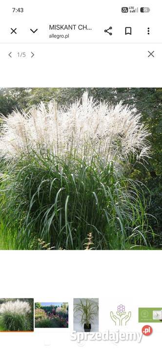 Miskanty trawy ozdobne Trawy Puławy