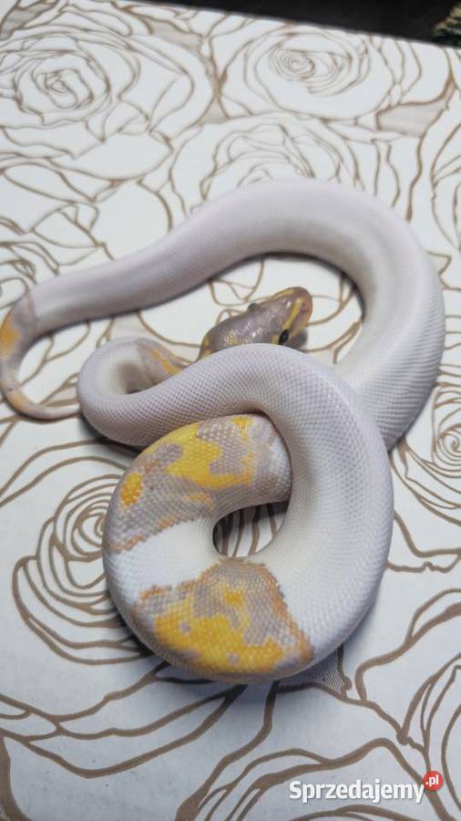 Wąż pyton królewski python regius samiec Wrocław sprzedam