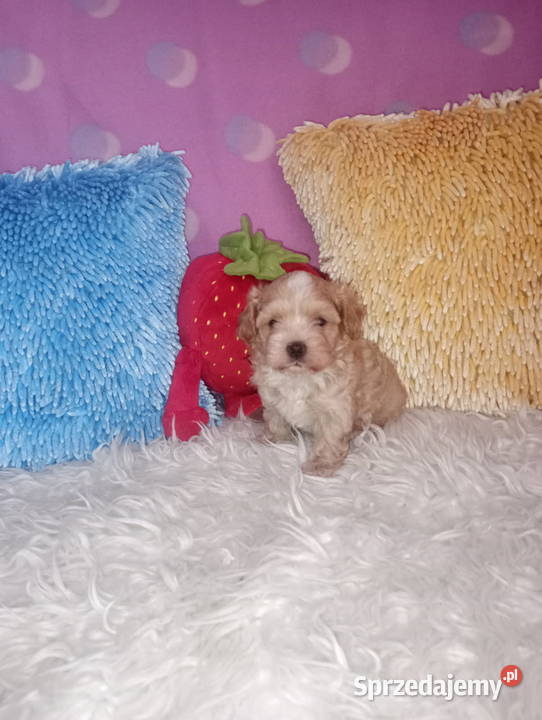 Maltipoo Pudel Tecup RED BROWN Maltańczyk piesek opolskie Opole