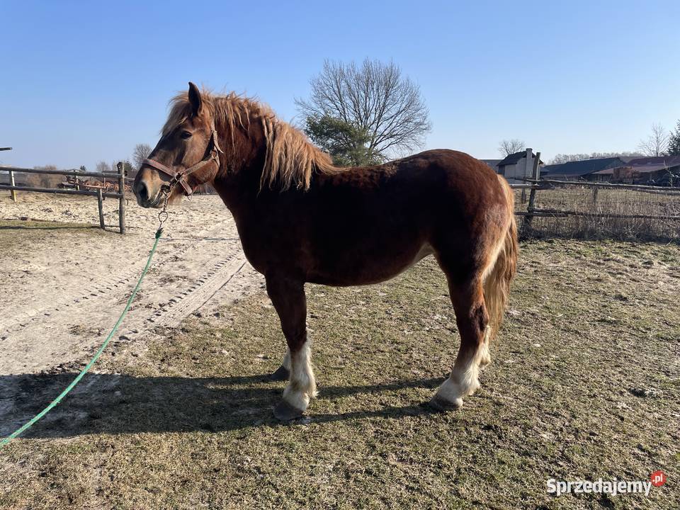 Sprzedam kobyle sokolska zimnokrwista Gózd Lipiński sprzedam