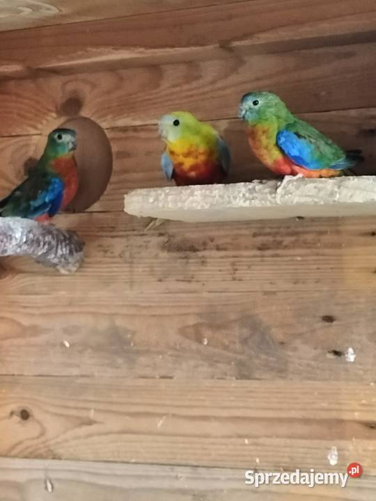 Łąkówki turkusowe Krosno