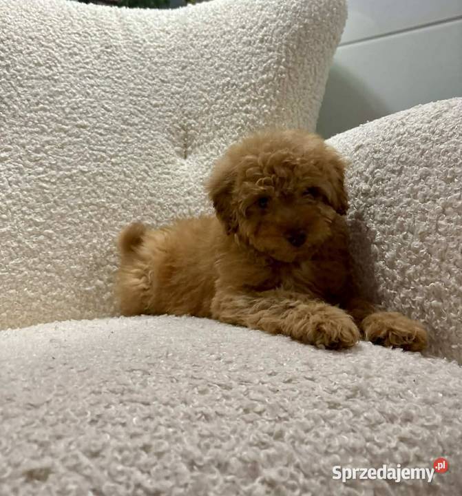 Odchowany synek Maltipoo Maltanczyk Pudel Toy Pozostałe sprzedam