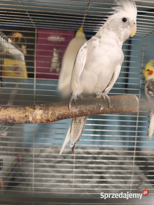 Nimfy Lutino białogłowe standardy itp Poznań sprzedam