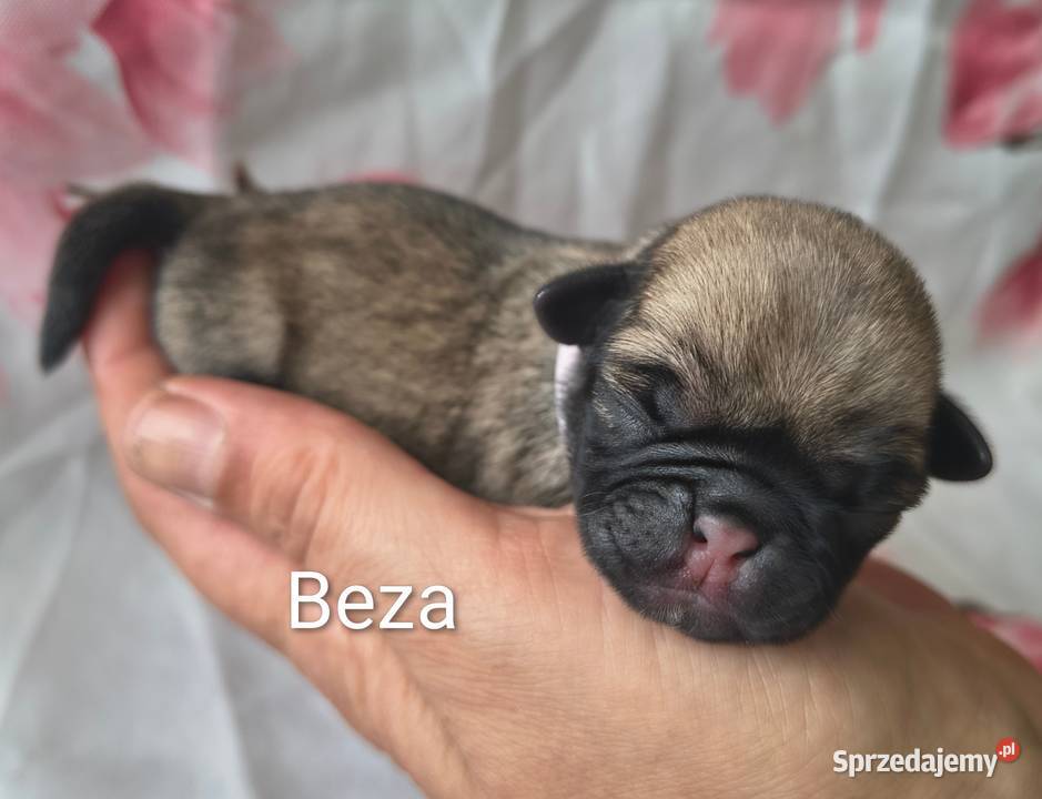Mopsiki rezerwacja Włodzienin
