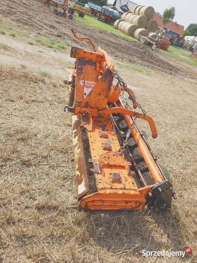 Brona Aktywna Maschio Brony Korfantów