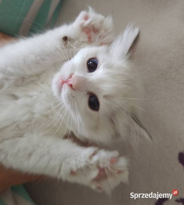 Cudowne kociaki Ragdoll, FPL, prawdziwy rodowód, hodowla od 12 lat
