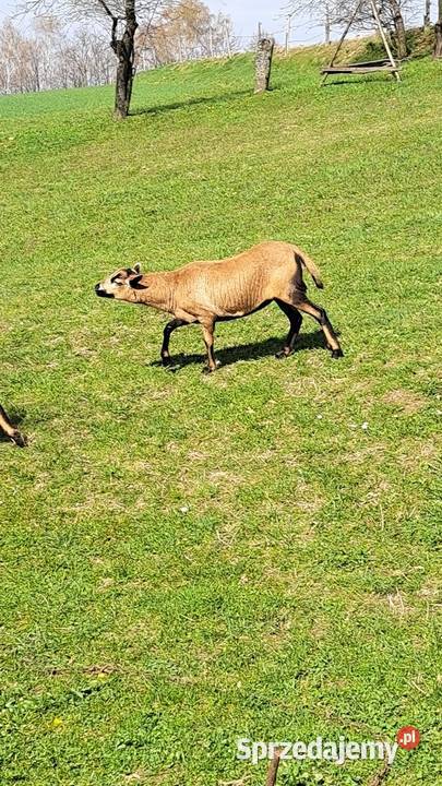 Owca kameruńska Owce Niechobrz sprzedam
