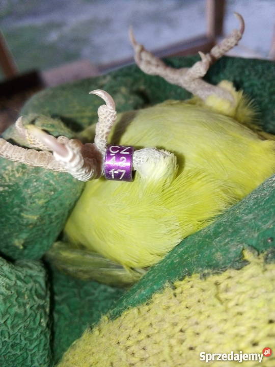 Papugi wróbliczki Goszczanowo