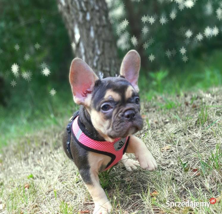 Buldog francuski suczka vzekoladowa