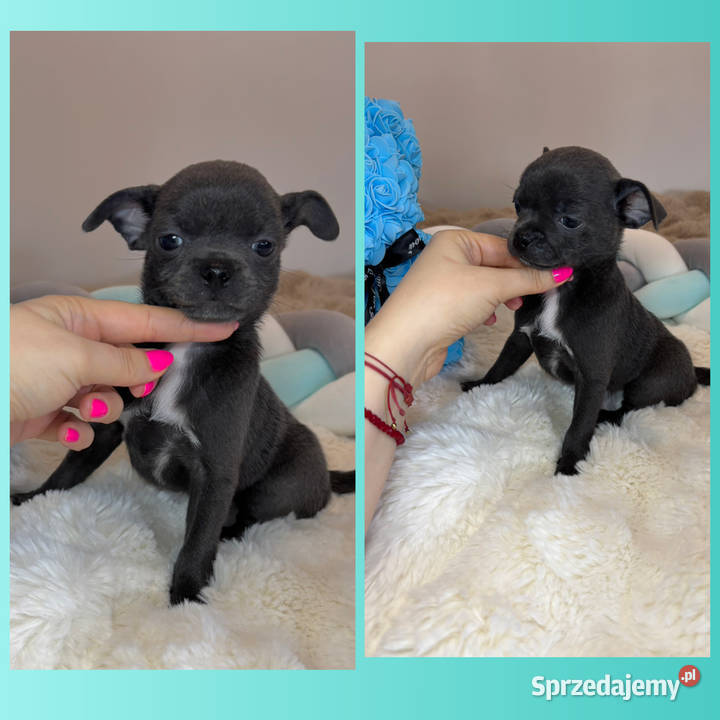 Chihuahua piesek krótkowłosy niebieski Blue