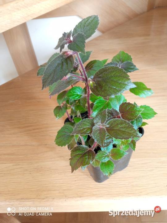 Achimenessadzonki Kwitnące sprzedam