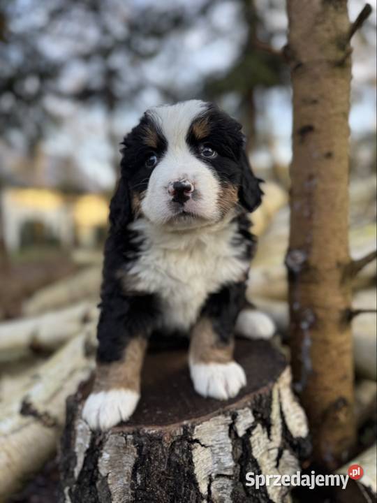 Sunia Berneński Pies Pasterski z rodowodem sprzedam
