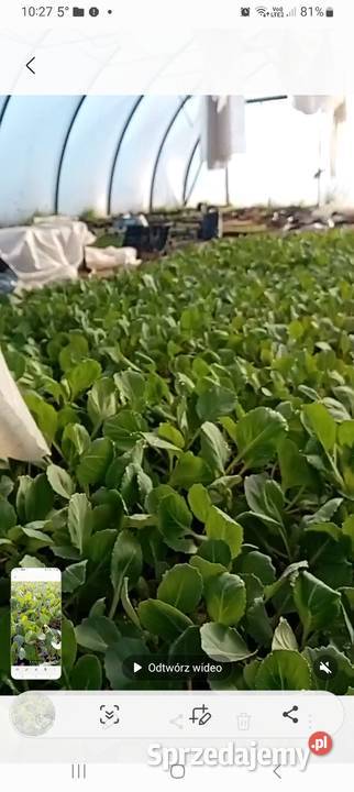 Sadzonka kapusty nozomi