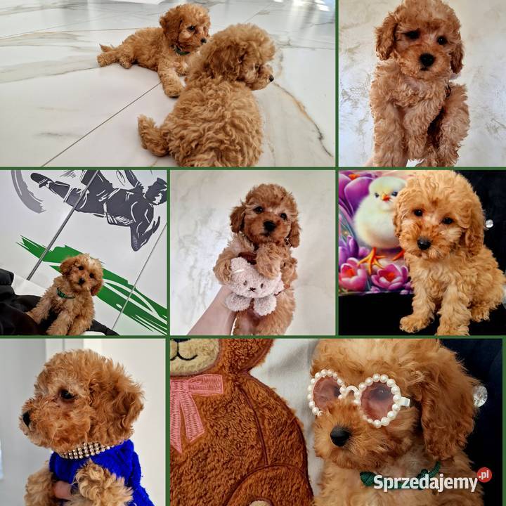 Pudelek szuka domku Jasło