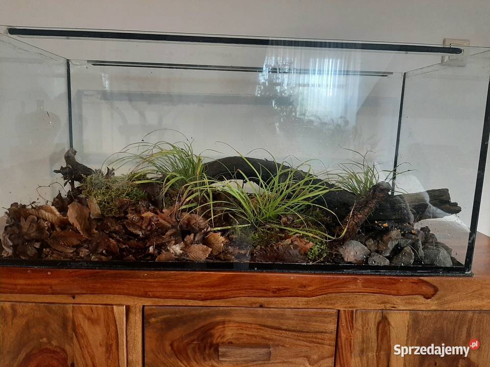 Gekon kameleon jaszczurka salamandra