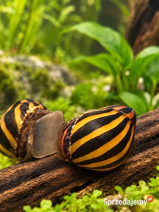 ŚLIMAK ZEBRA wielkopolskie Piła sprzedam