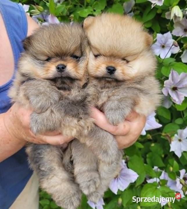 Piękne szczenięta szpic miniaturowy pomeranian śląskie Toszek