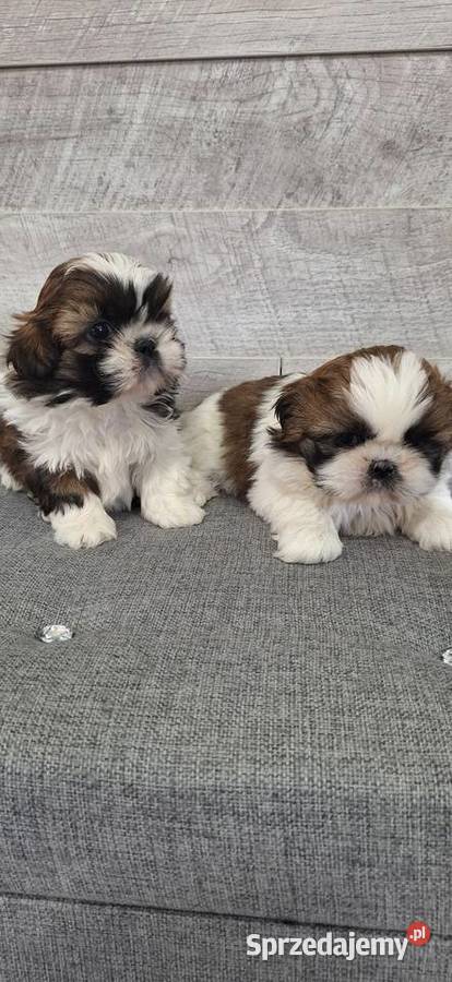 Shih Tzu suczki I piesek