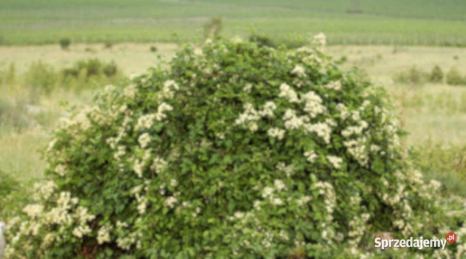 POWOJNIK PNĄCY Clematis vitalba NASIONA 10000 Nasiona Lubanie sprzedam