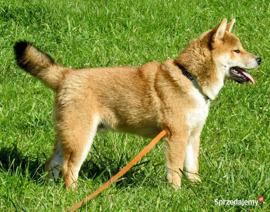 Shiba trzy pieski i suczka wszystkie czerwone Bychawka Trzecia