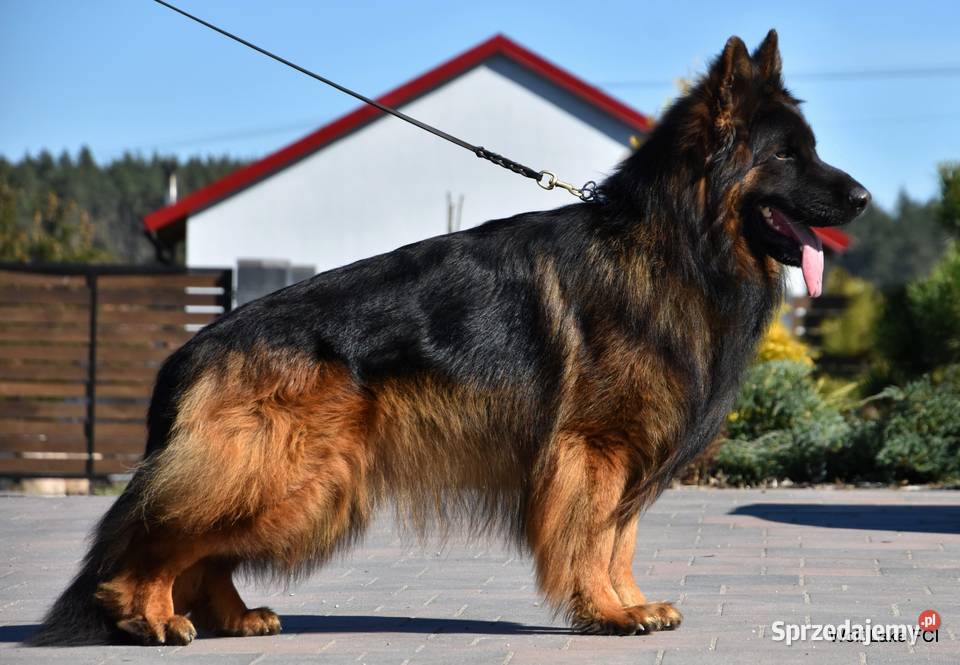 Owczarek niemiecki długowłosy ZKwP FCI Owczarek Psy