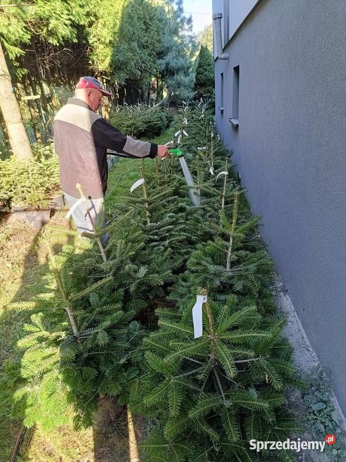 Jodła kaukaska w donicy ukorzeniona Julianpol
