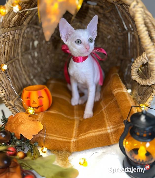 Cornish rex kotka dziewczynka cudowna do Poznań sprzedam