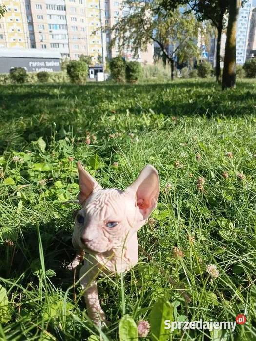 czułe kocięta rasy sfinks Warszawa