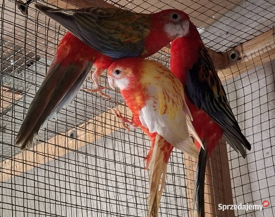 Rozella Białolica 2025 Częstochowa