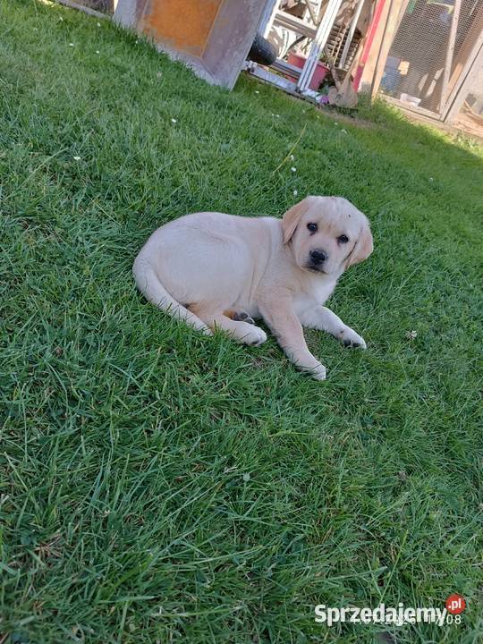Sprzedam suczki rasy labrador z metryką Grybów