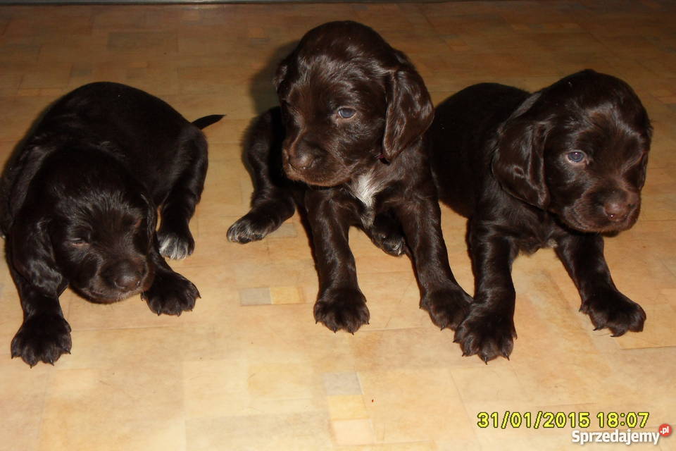 Sprzedam szczeniaki rasy Wachtelhund Kluczbork sprzedam