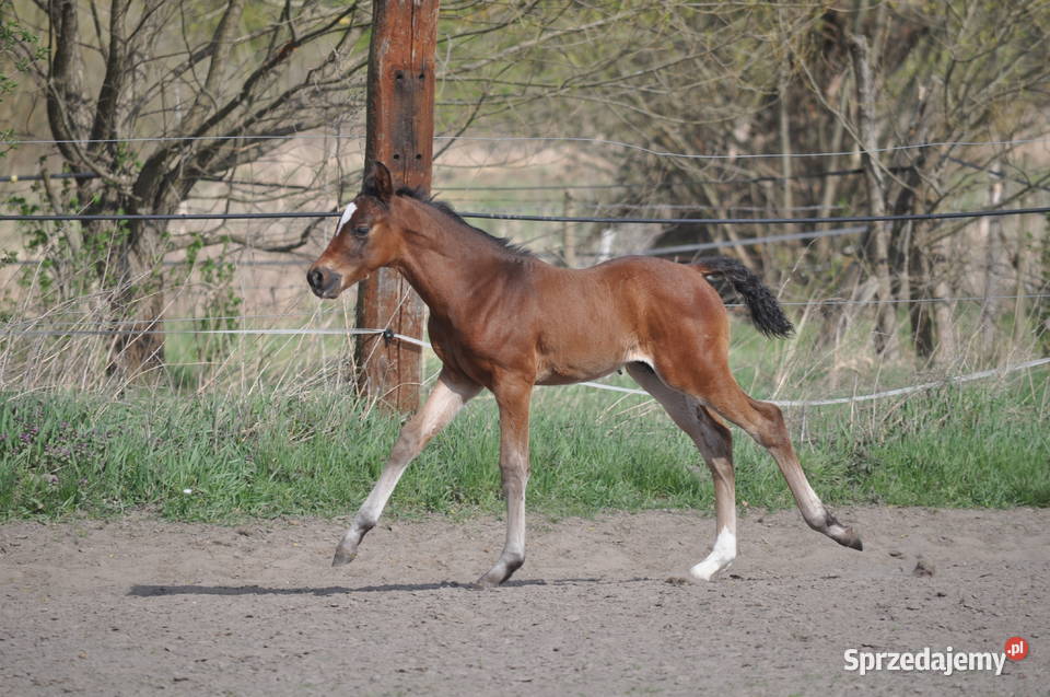 JATAGAN źrebak małopolski mazowieckie Mogielnica sprzedam