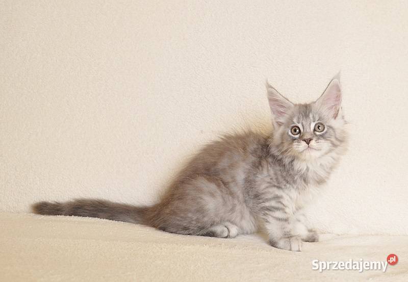 Przepiękny kocurek Maine Coon z rodowodem PZFWCF Białystok